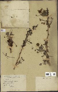 spécimen de Acacia seyal
