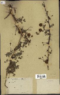 spécimen de Acacia seyal