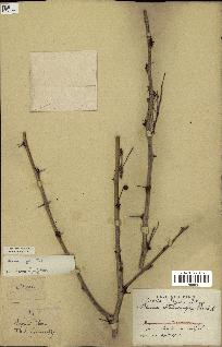 spécimen de Acacia seyal