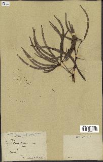 spécimen de Acacia seyal