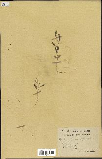 spécimen de Acacia seyal