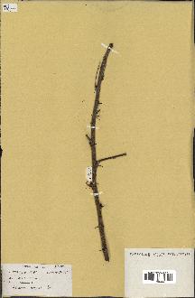 spécimen de Acacia seyal