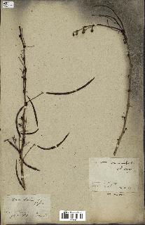 spécimen de Acacia seyal