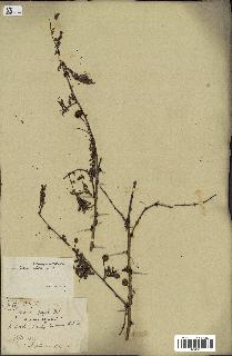 spécimen de Acacia seyal