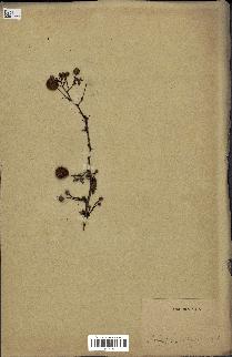 spécimen de Acacia seyal