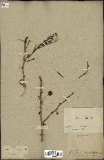 spécimen de Acacia seyal