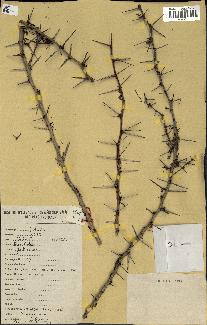 spécimen de Acacia seyal