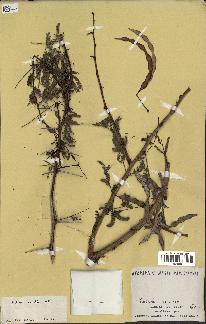 spécimen de Acacia seyal