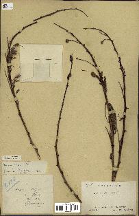 spécimen de Acacia seyal