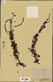 spécimen de Acacia seyal