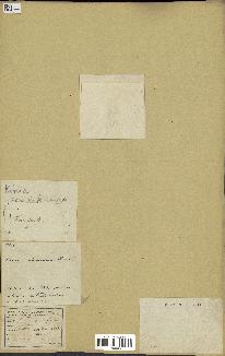 spécimen de Acacia seyal