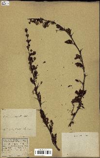 spécimen de Acacia seyal
