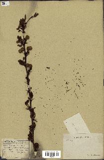 spécimen de Acacia seyal