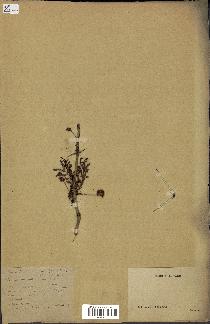 spécimen de Acacia seyal