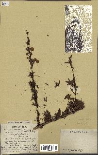 spécimen de Acacia seyal