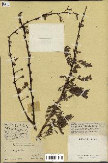 spécimen de Acacia seyal