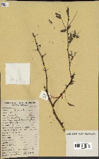 spécimen de Acacia seyal