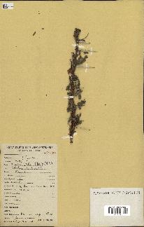 spécimen de Acacia seyal