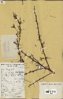 spécimen de Acacia seyal