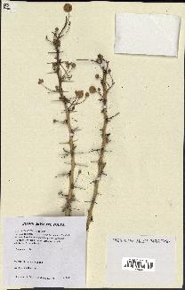 spécimen de Acacia seyal