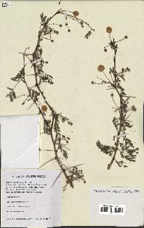spécimen de Acacia seyal