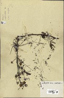 spécimen de Acacia seyal