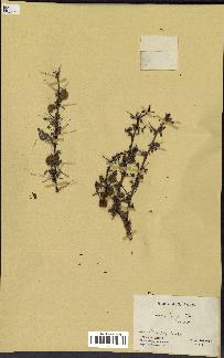 spécimen de Acacia seyal