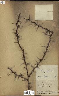 spécimen de Acacia seyal
