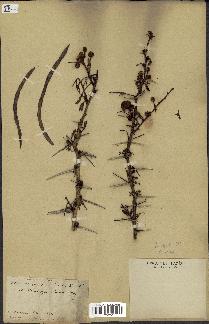 spécimen de Acacia seyal
