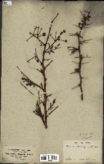 spécimen de Acacia seyal