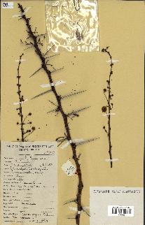 spécimen de Acacia seyal