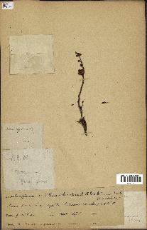 spécimen de Acacia seyal