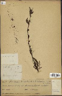 spécimen de Acacia seyal
