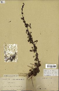 spécimen de Acacia seyal