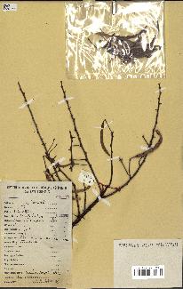 spécimen de Acacia seyal
