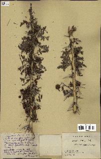 spécimen de Acacia seyal
