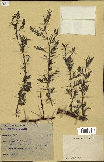 spécimen de Acacia seyal