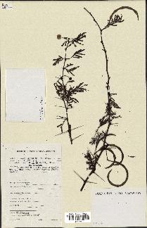 spécimen de Acacia seyal