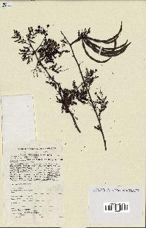spécimen de Acacia seyal