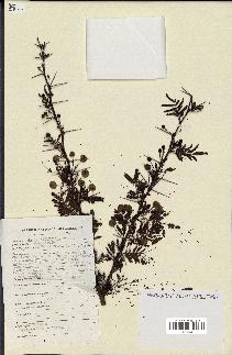 spécimen de Acacia seyal