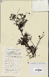 spécimen de Acacia seyal
