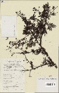spécimen de Acacia seyal