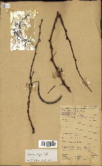 spécimen de Acacia seyal