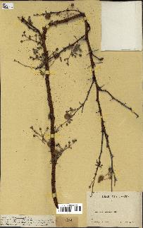 spécimen de Acacia seyal