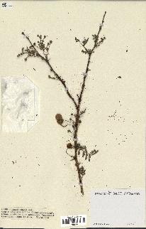 spécimen de Acacia seyal