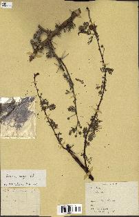 spécimen de Acacia seyal