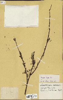 spécimen de Acacia seyal