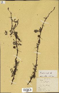 spécimen de Acacia seyal