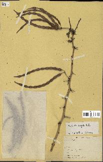spécimen de Acacia seyal