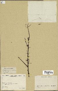 spécimen de Acacia seyal